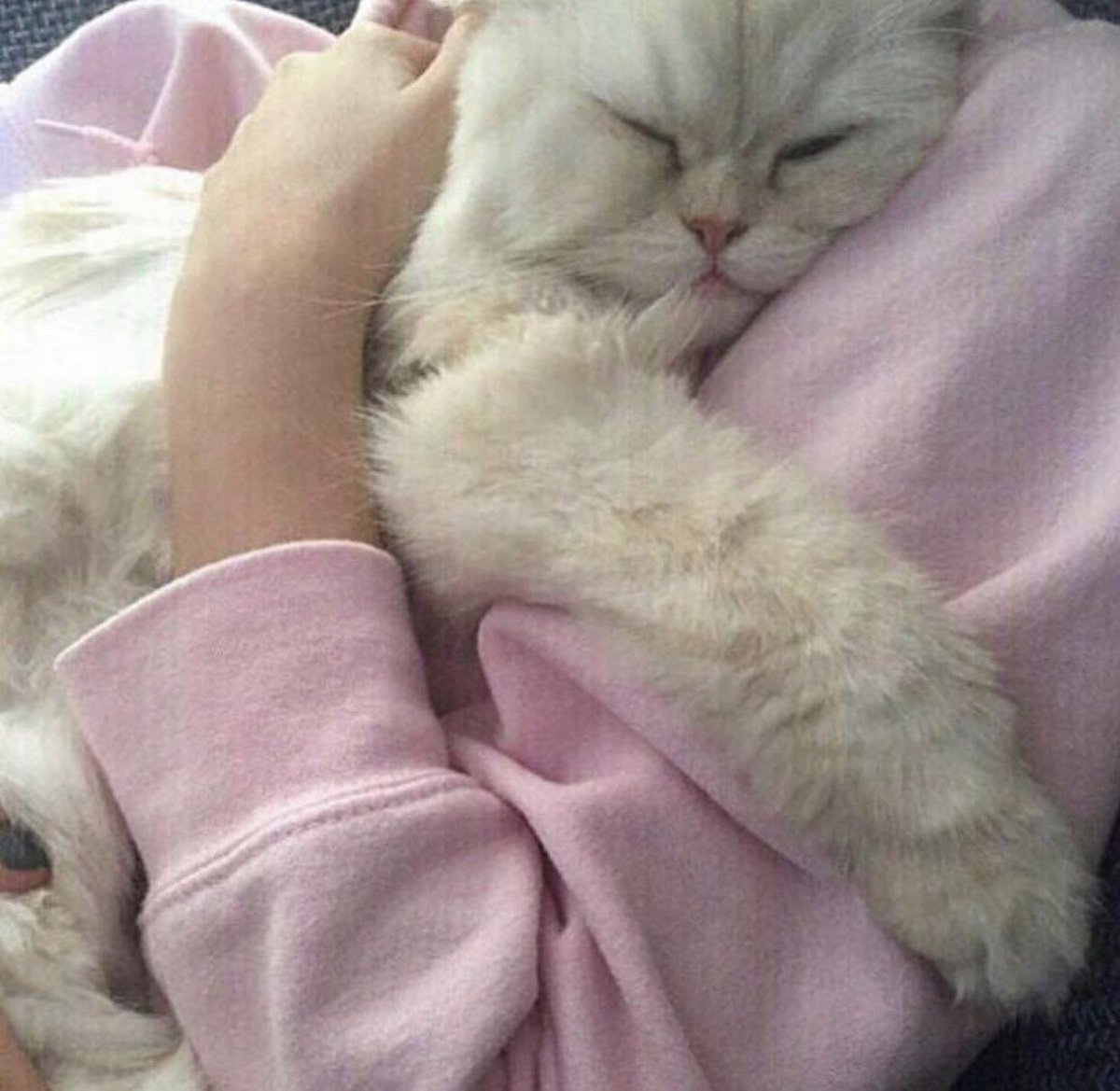 Эстетичные коты