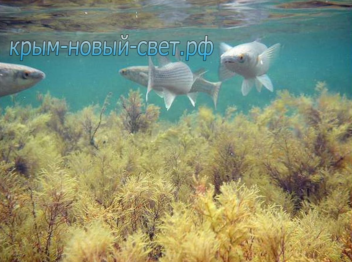 Морская фауна черного моря
