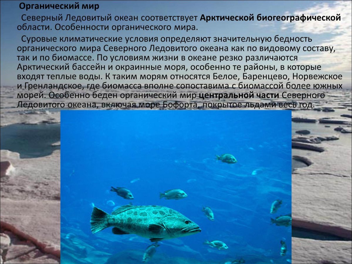 Огранического мир Северного Ледовитого океана