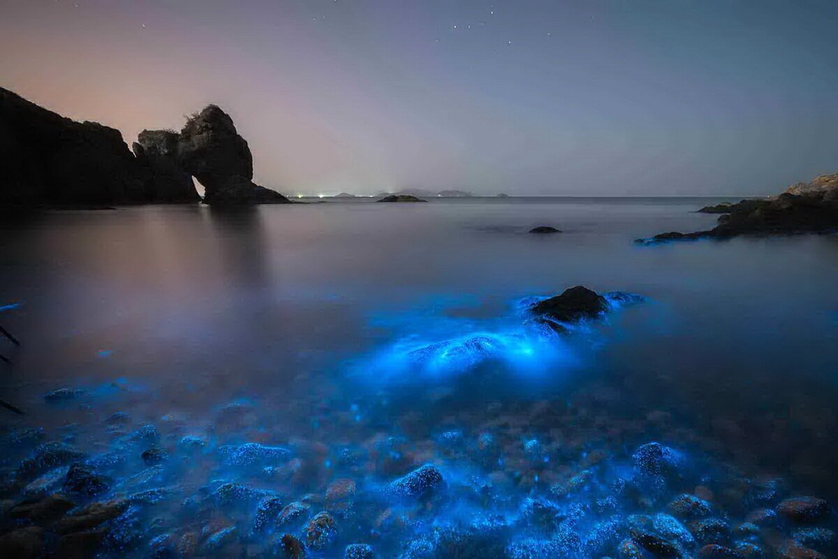 Водоросль ночесветка черное море