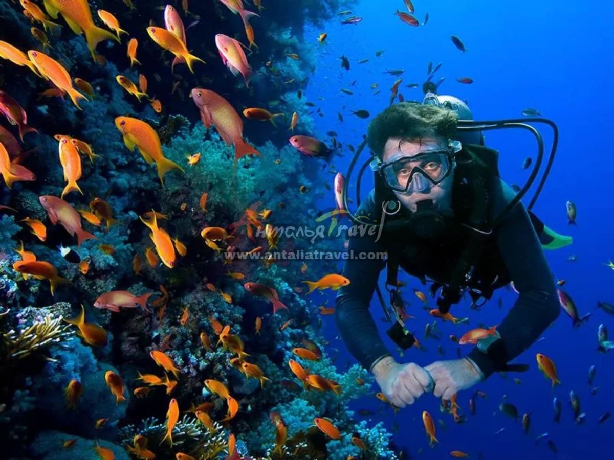 Средиземное море подводный мир