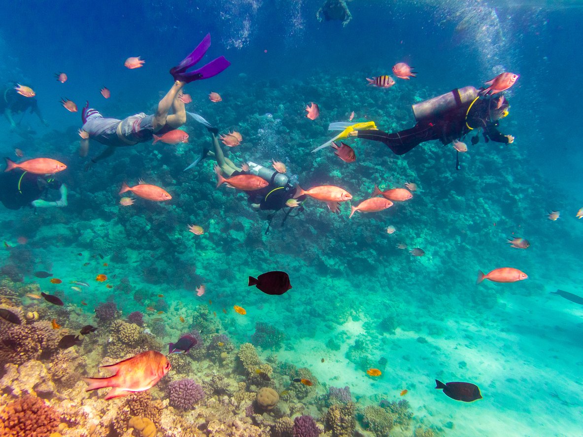 Red Sea Diving Resort