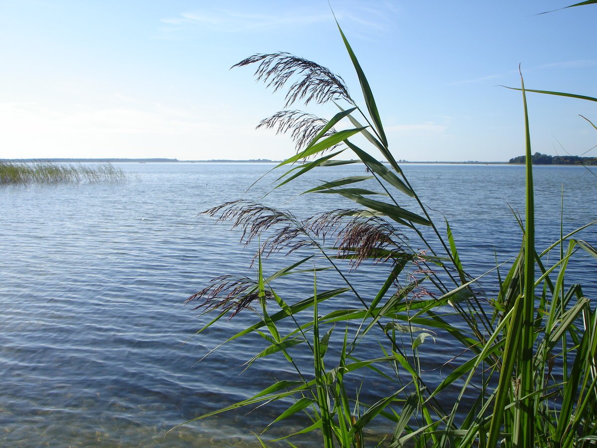 Камышовое море