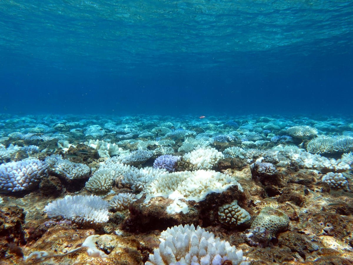 Кейкапы коралловое море