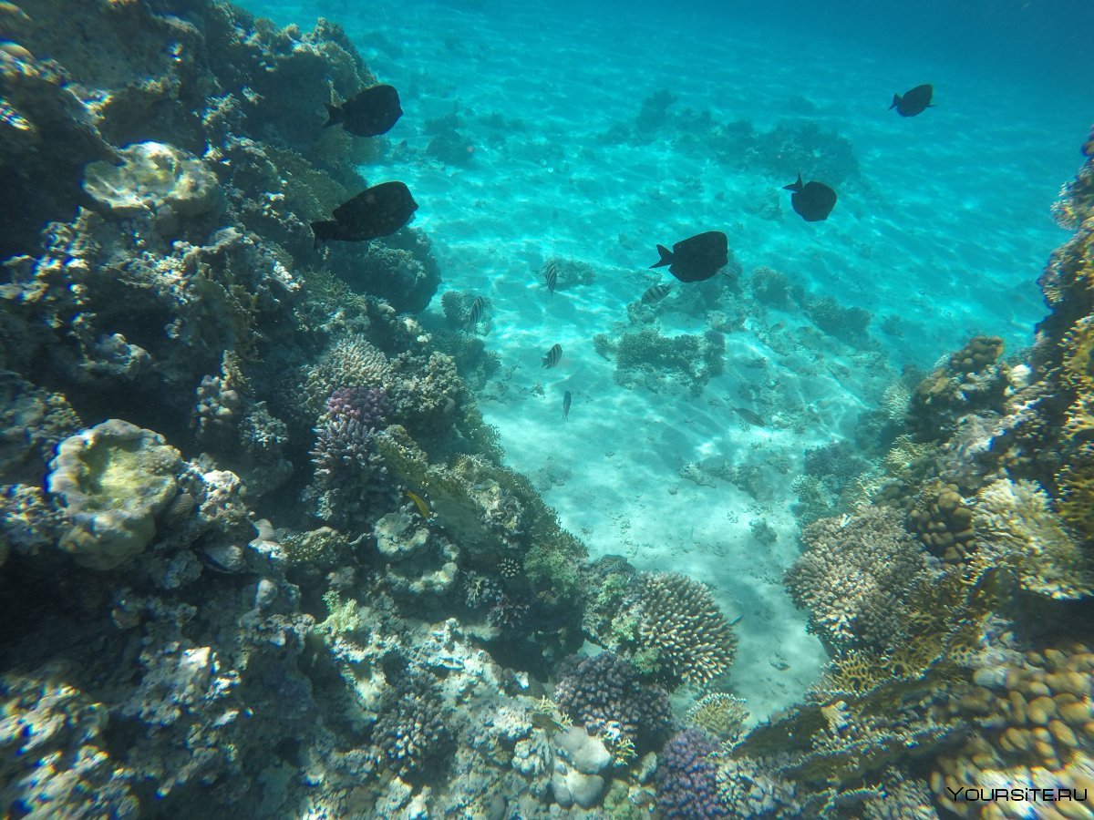 Шармаль Шейх море