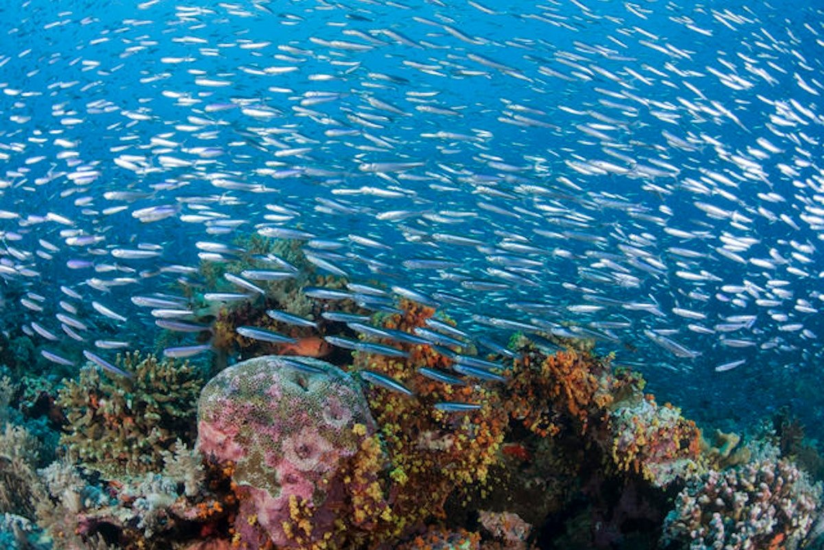The Coral Triangle