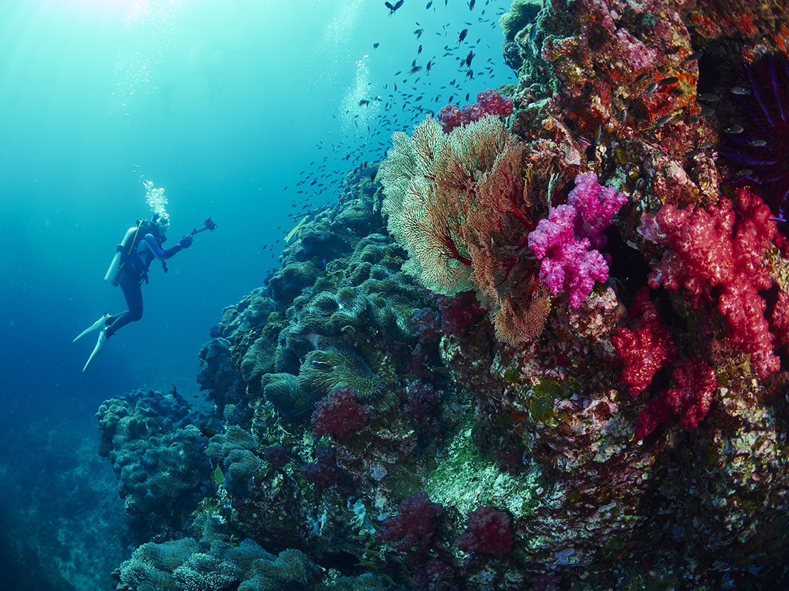 Красное море риф дайвер