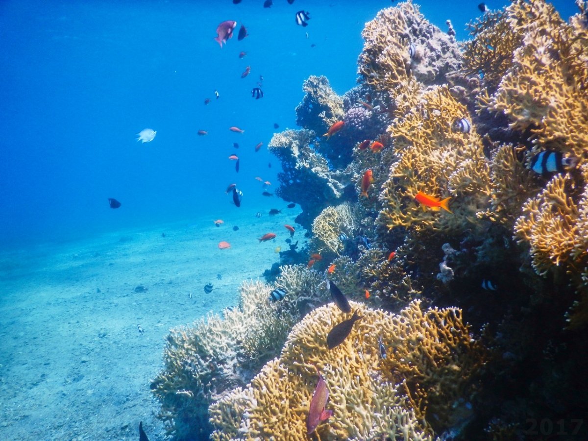 Иордания красное море дайвинг