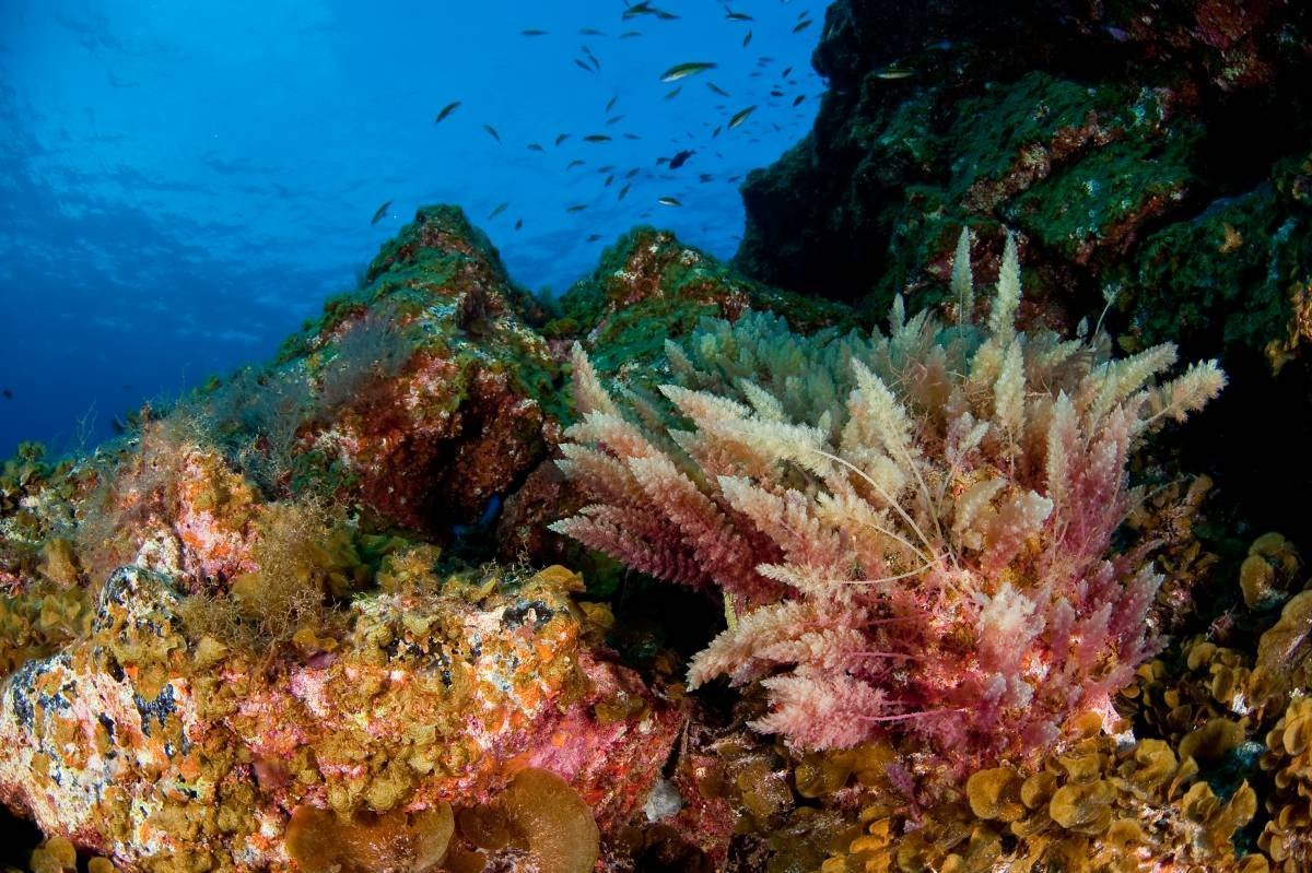 Водоросли Undaria pinnatifida