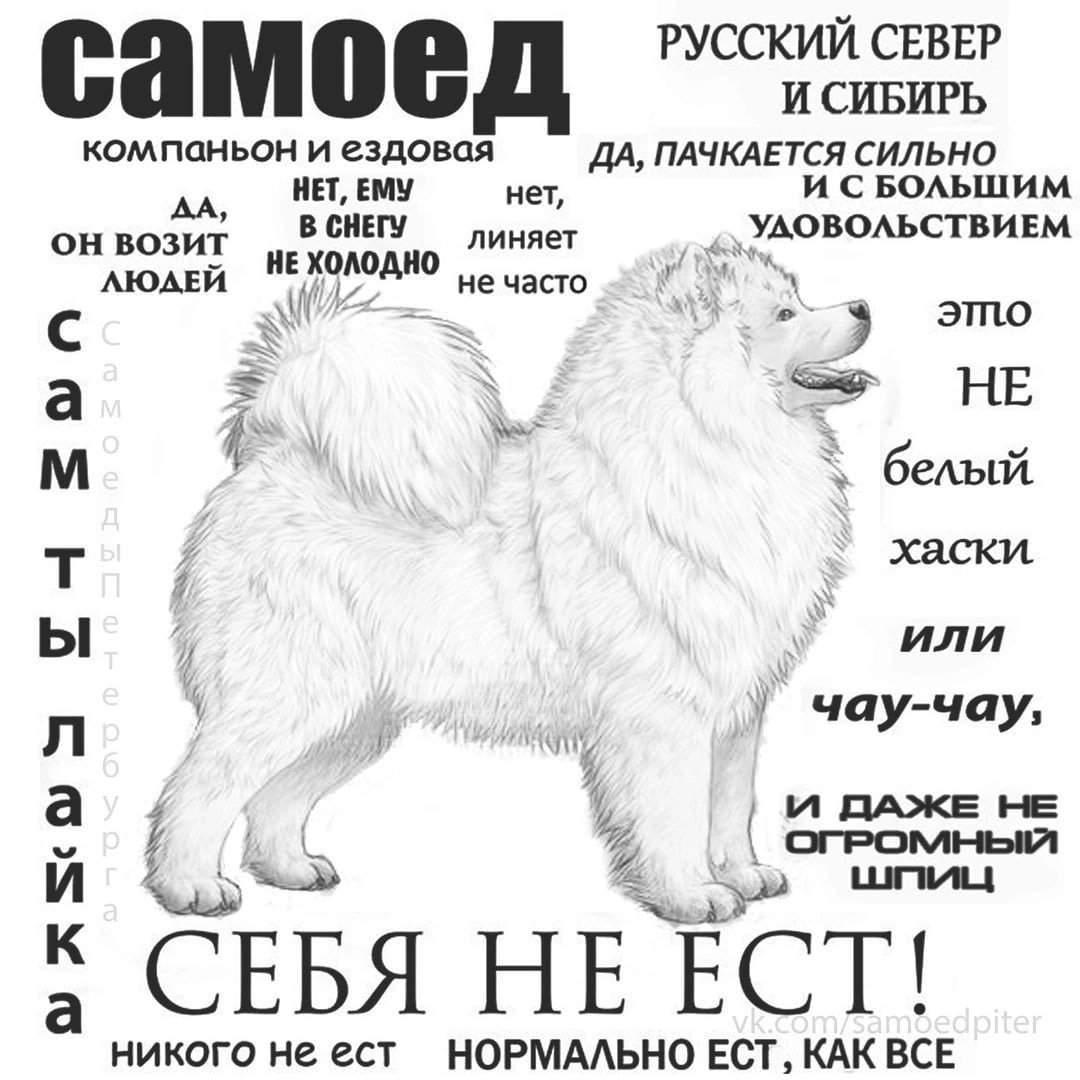 Самоедская собака высота в холке