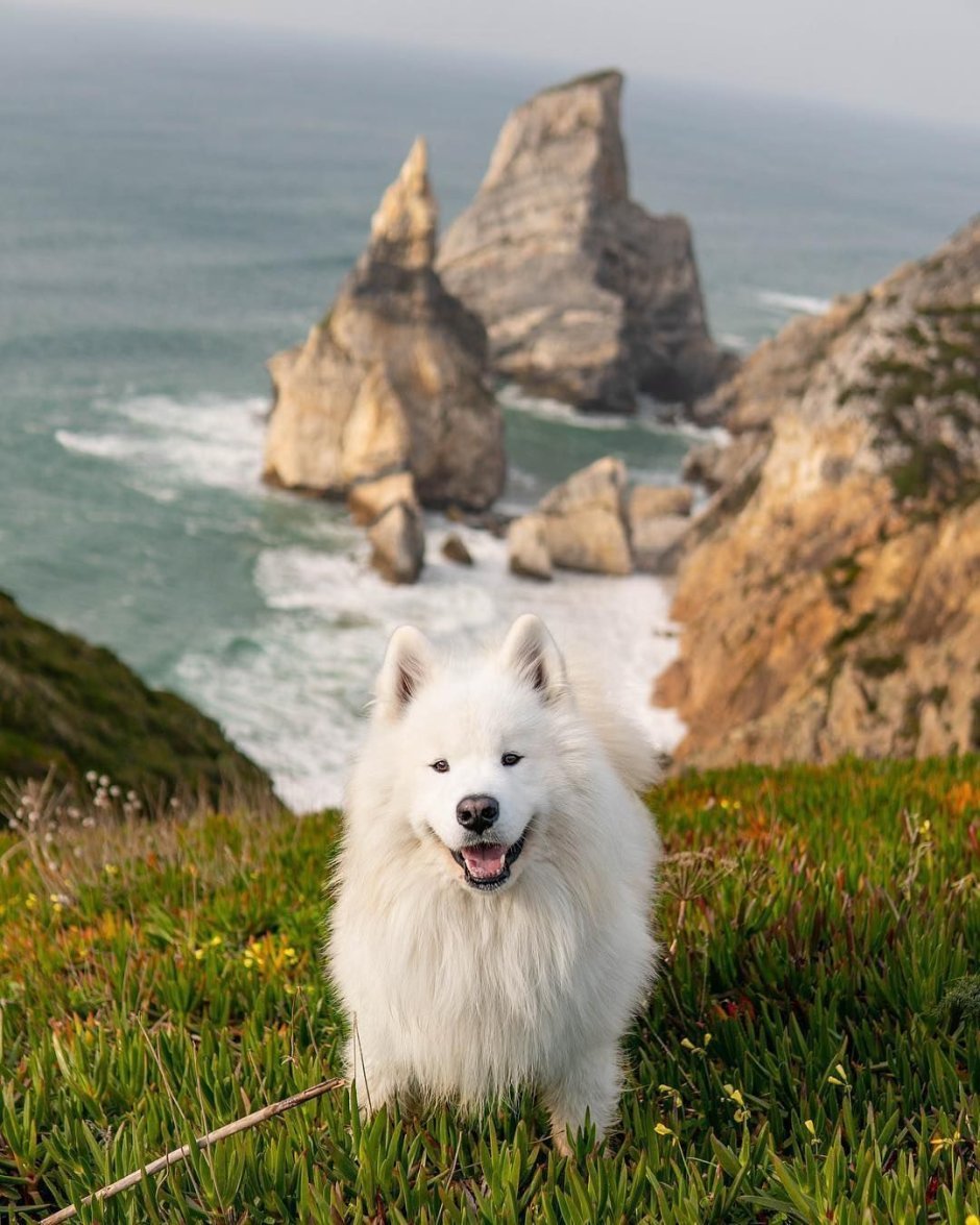Samoyed Breed