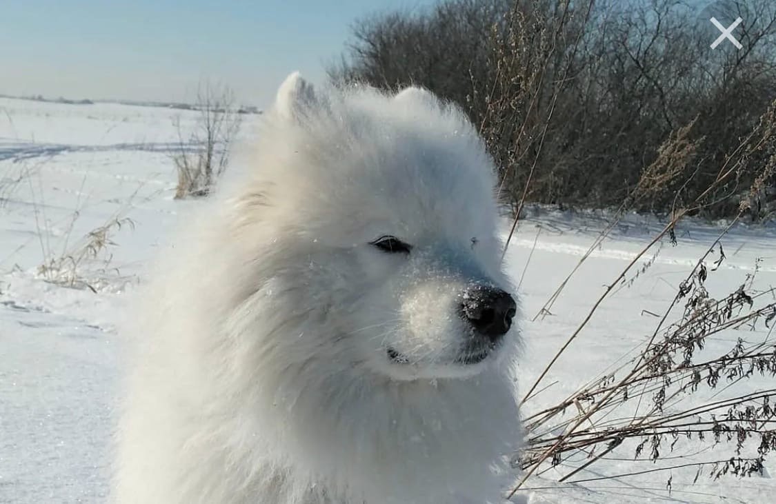 Бойцовский самоед