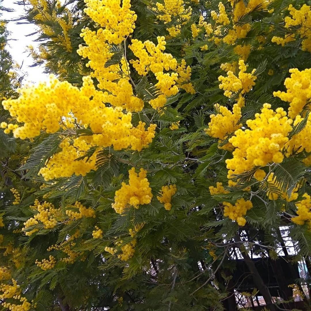 Цветение мимозы в Сочи