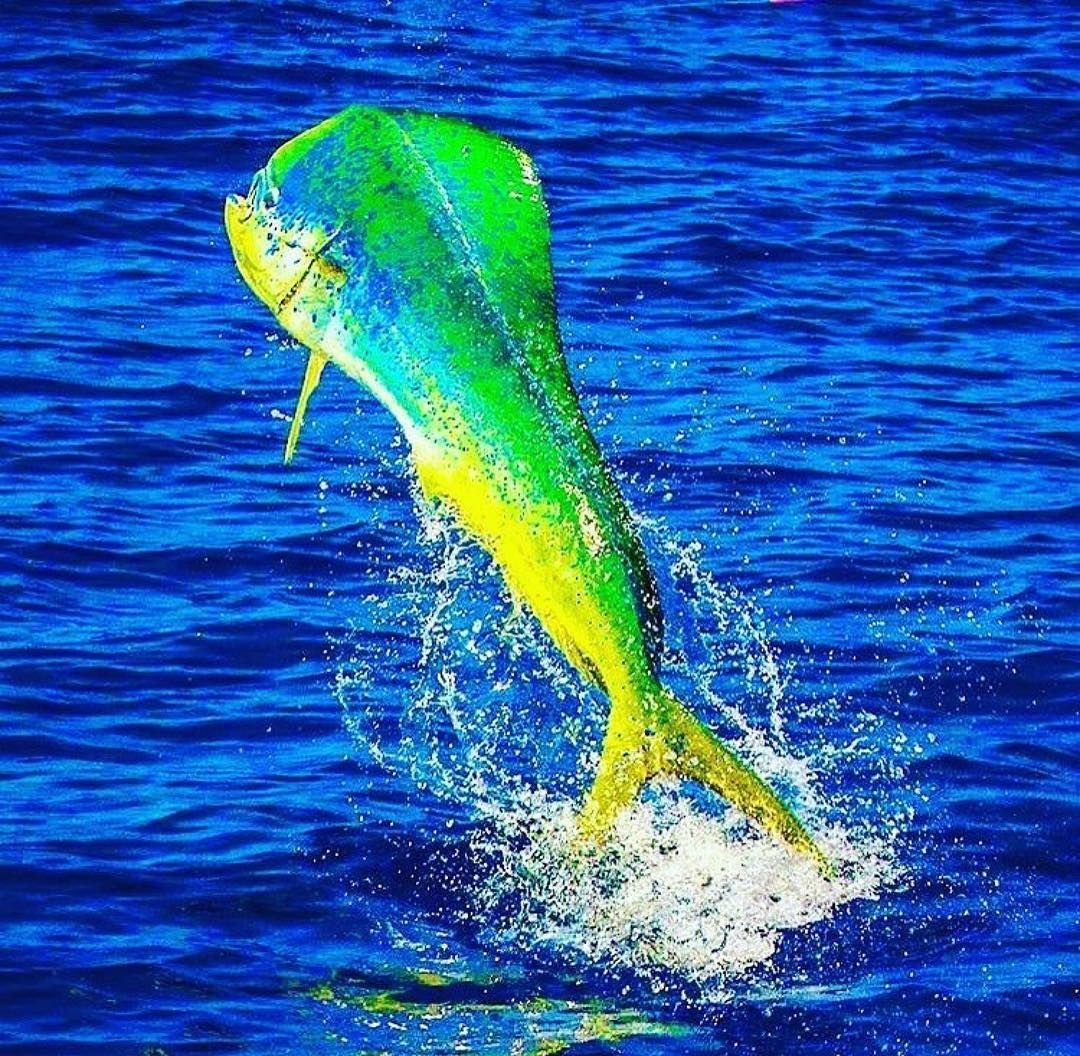 Mahi Mahi v testicku