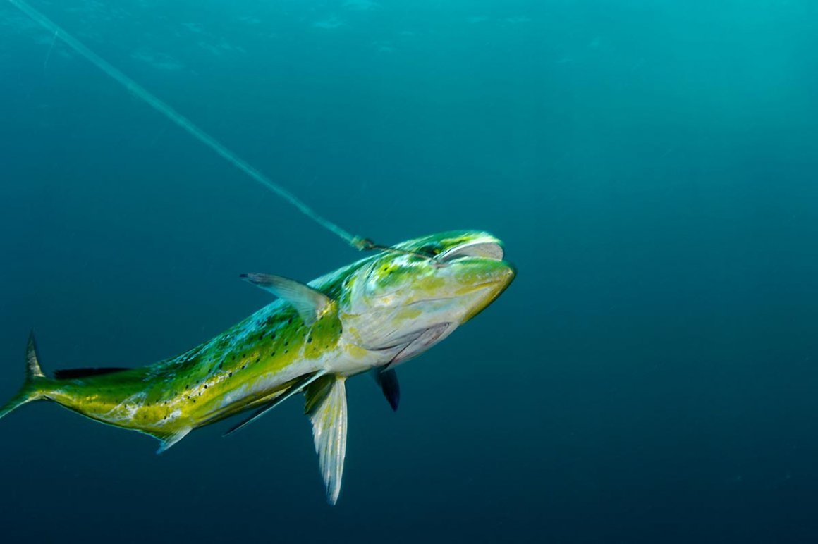 Mahi Mahi Fish