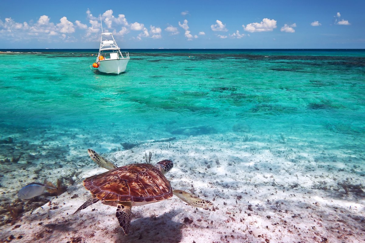Красное карибское море