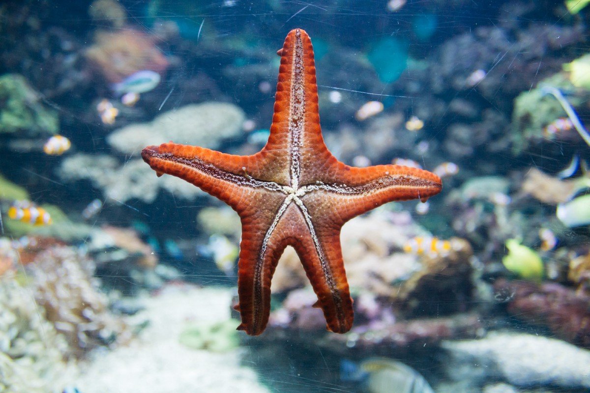 Гигантская морская звезда