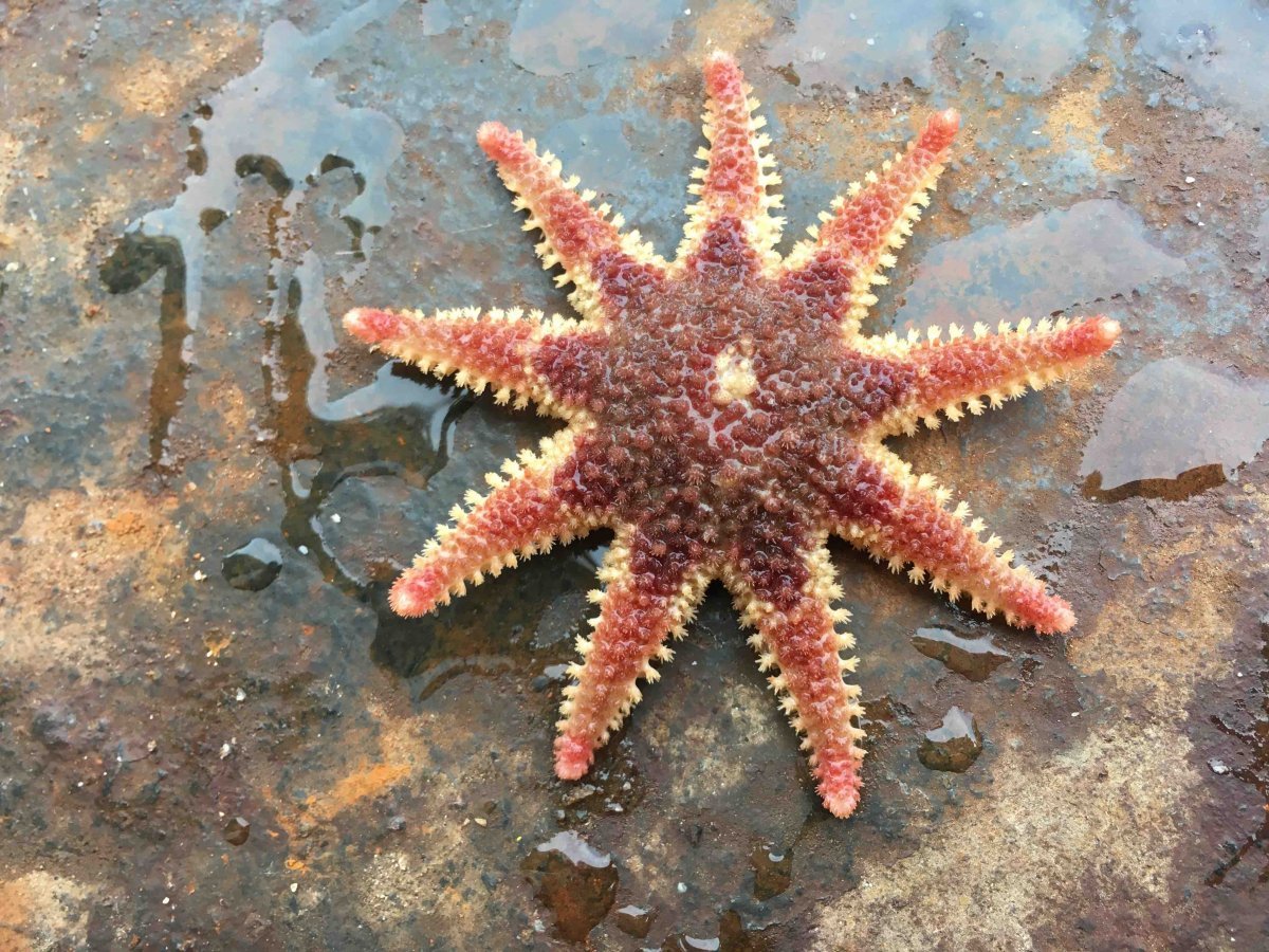 Астерия Амурская морская звезда