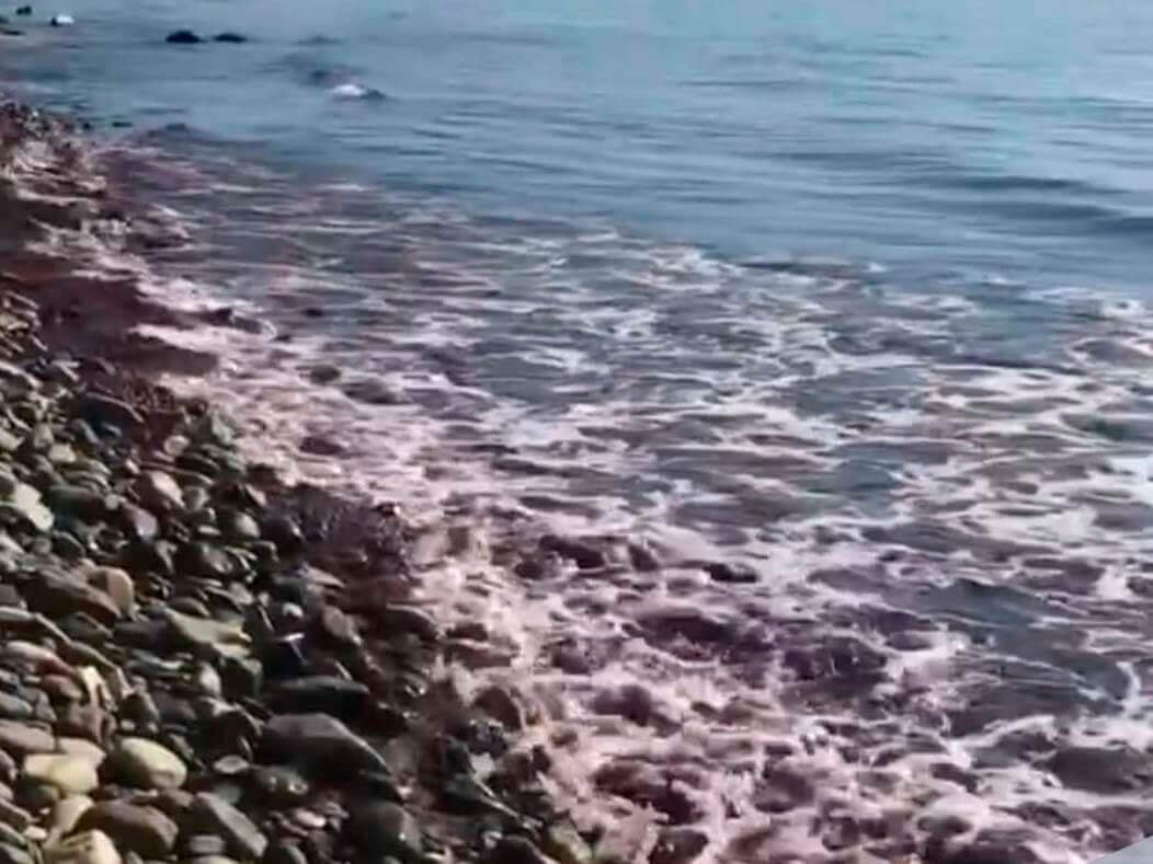 Вода в черном море окрасилась в красный