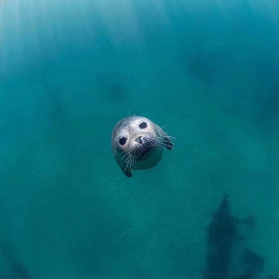 Тюлень под водой