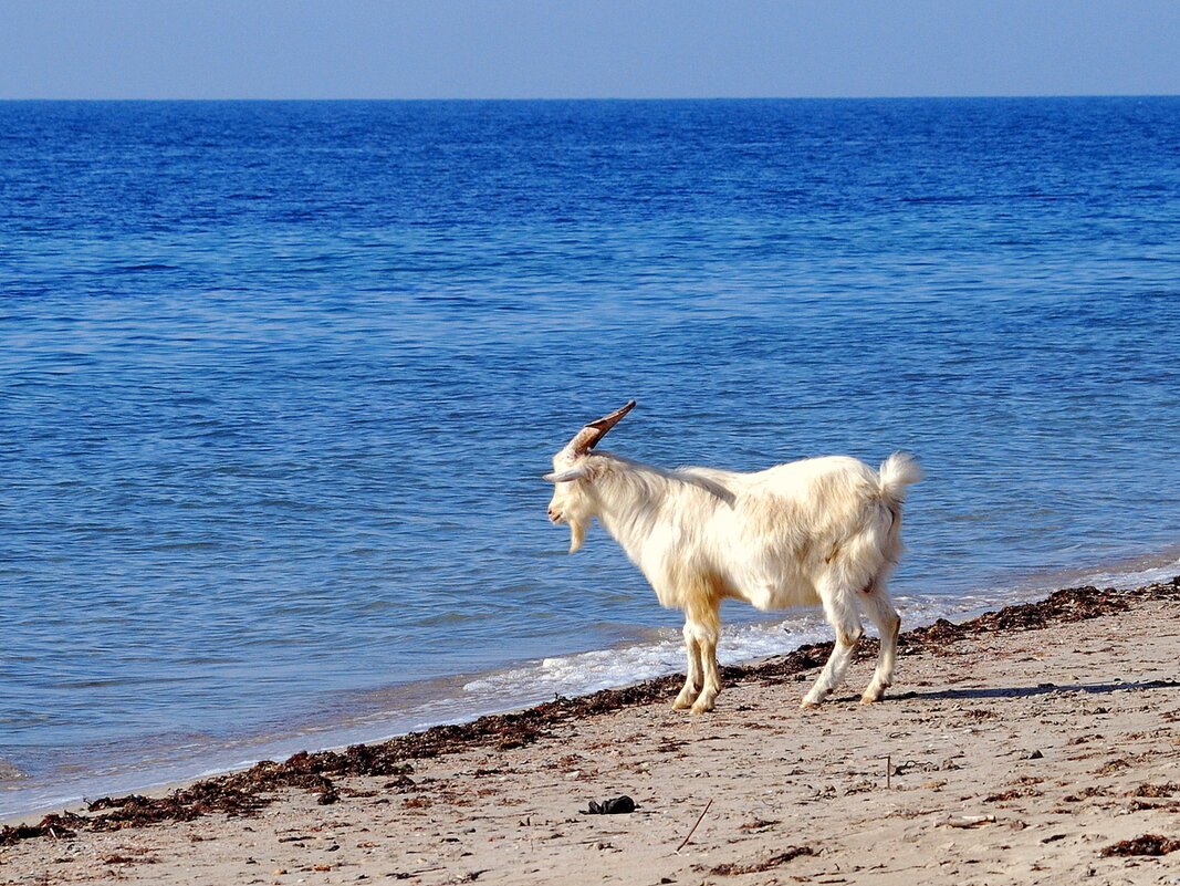 Коза море