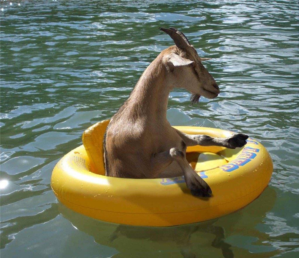 Козел на море