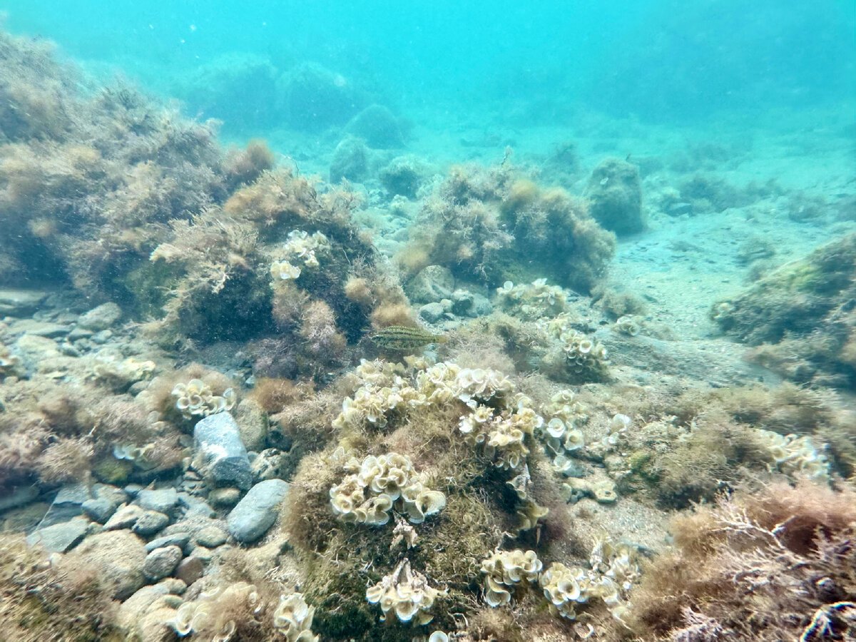 Борозды на дне черного моря