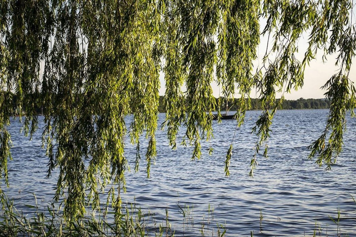 Лето река Ива около ивы мостки