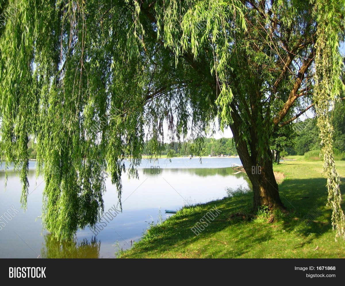 Береза плакучая Плес