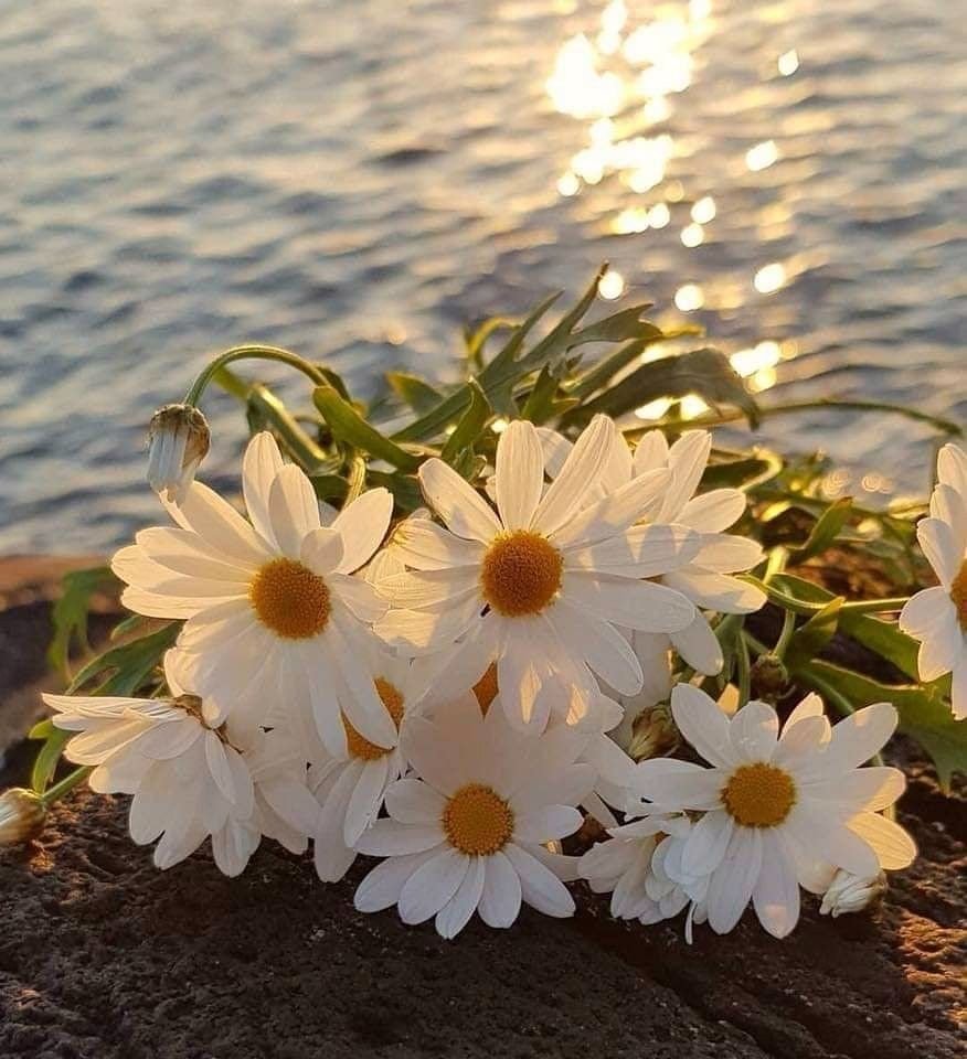 Букет ромашек на море