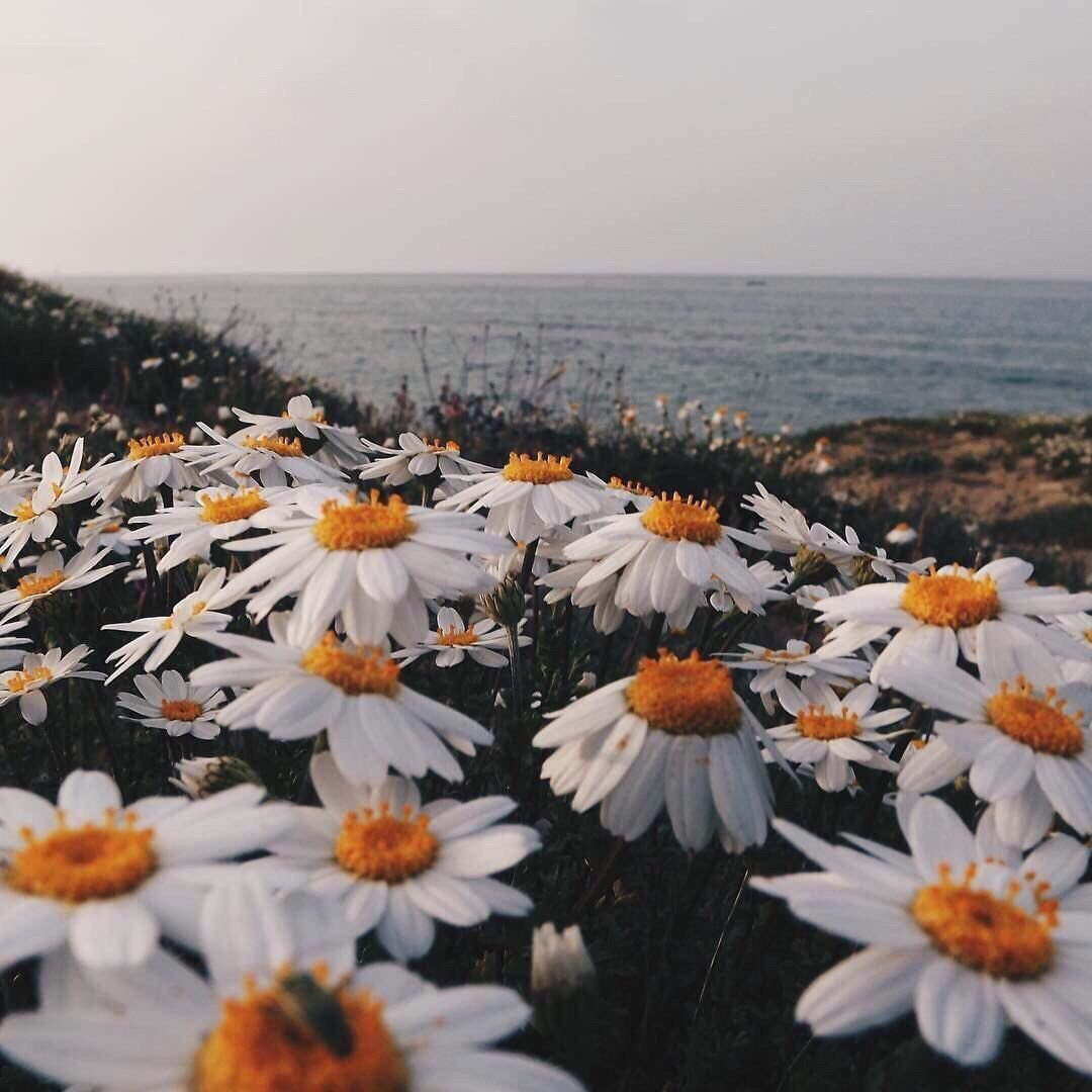 Море ромашек
