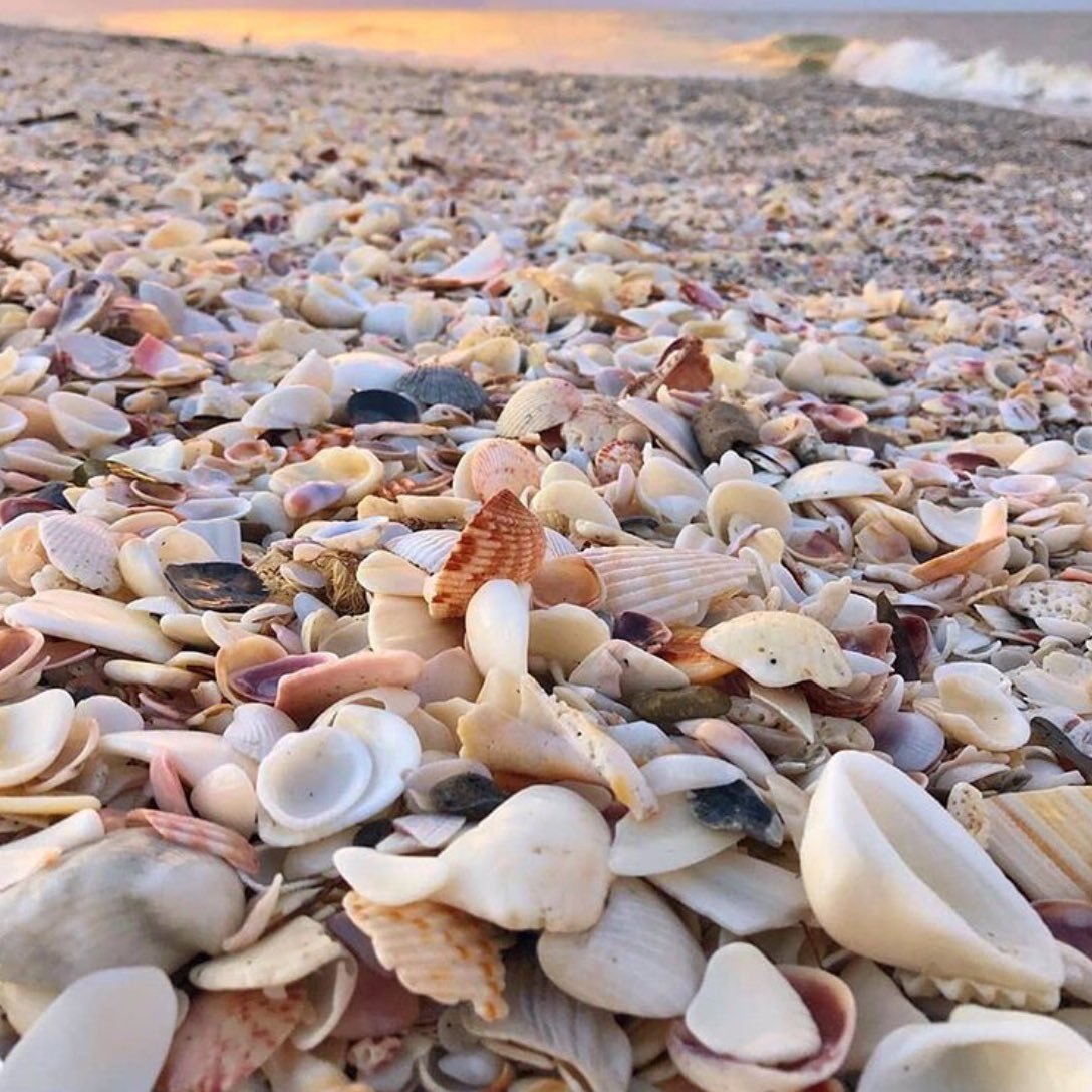 Моллюски Азовского моря