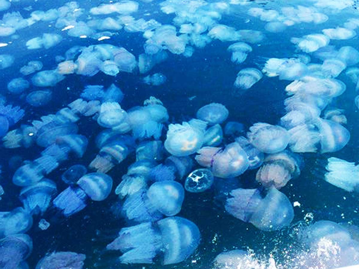 Медузы в Азовском море 2021
