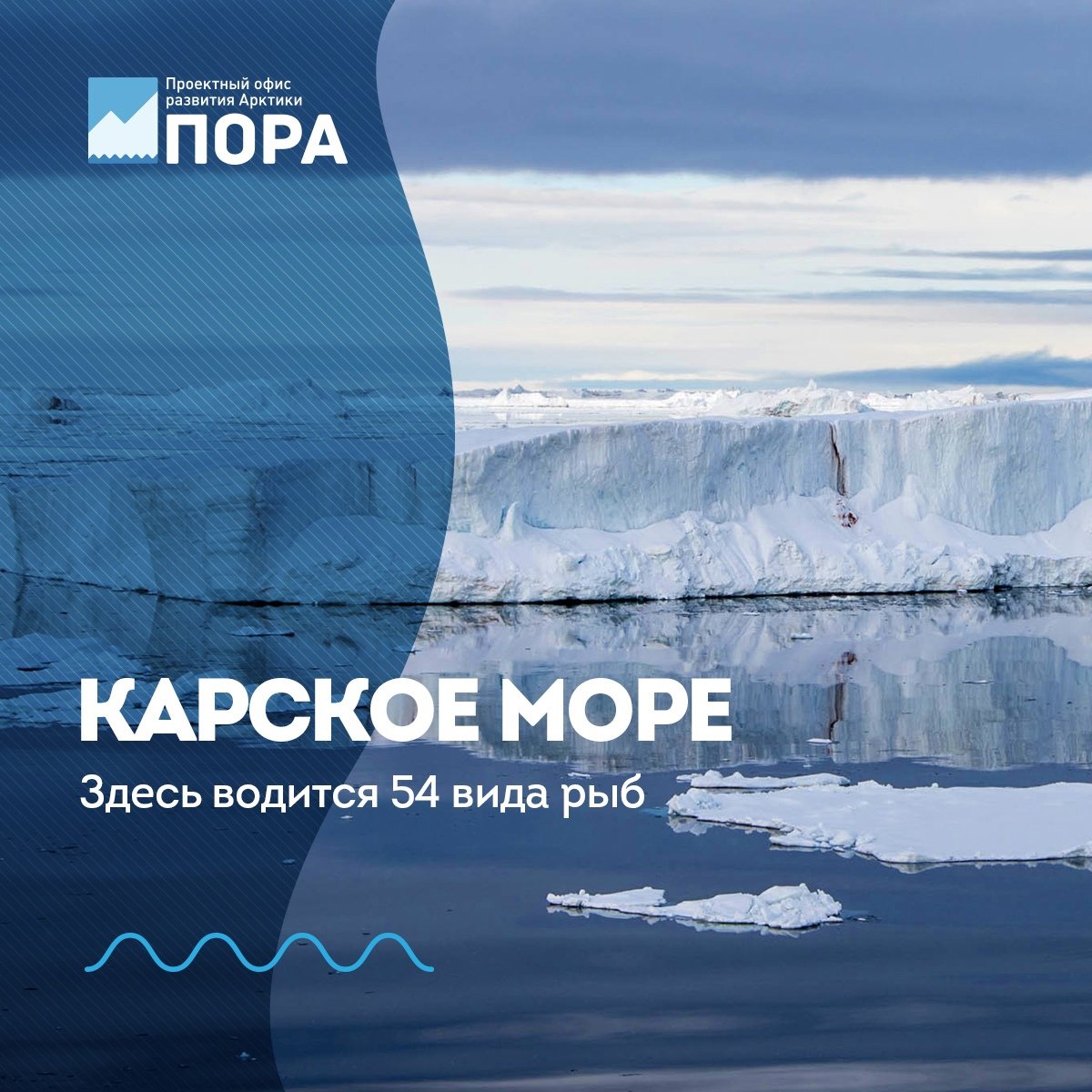 Карское море рыба