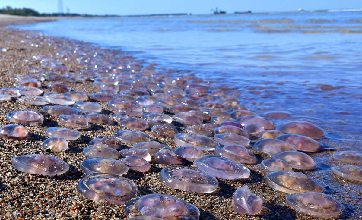 Медузы в черном море Джемете