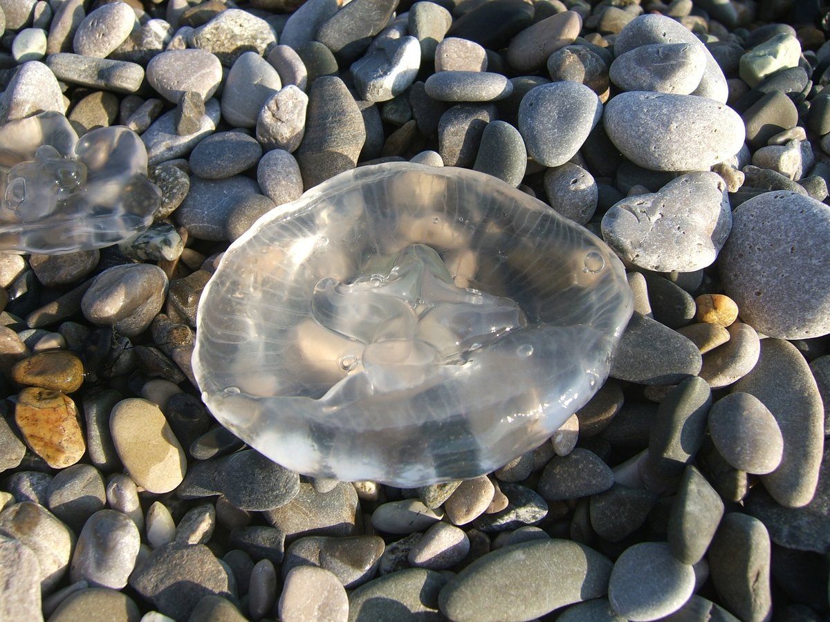 Медузы черного моря Сочи