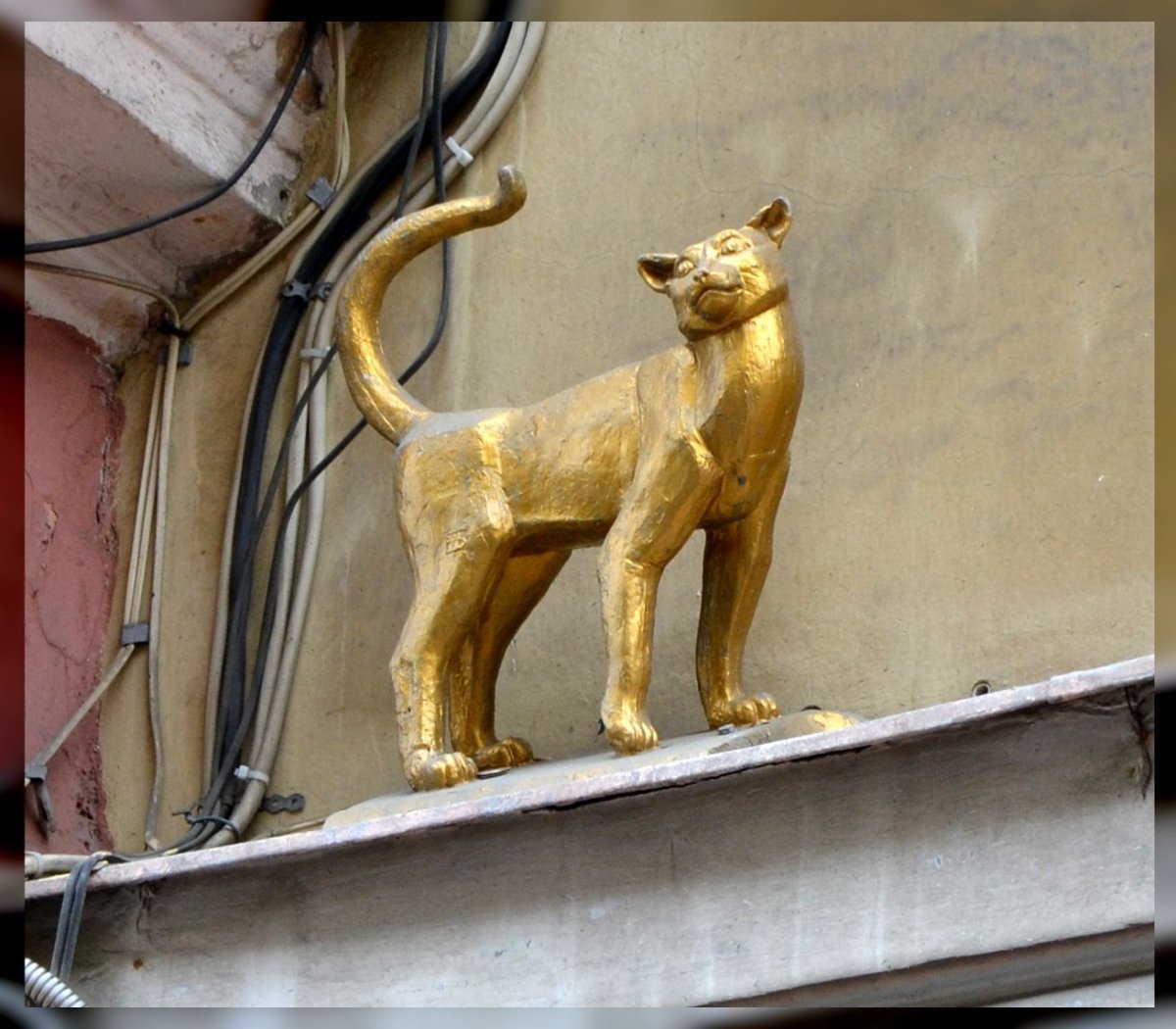 Кот Елисей и кошка Василиса в Санкт-Петербурге