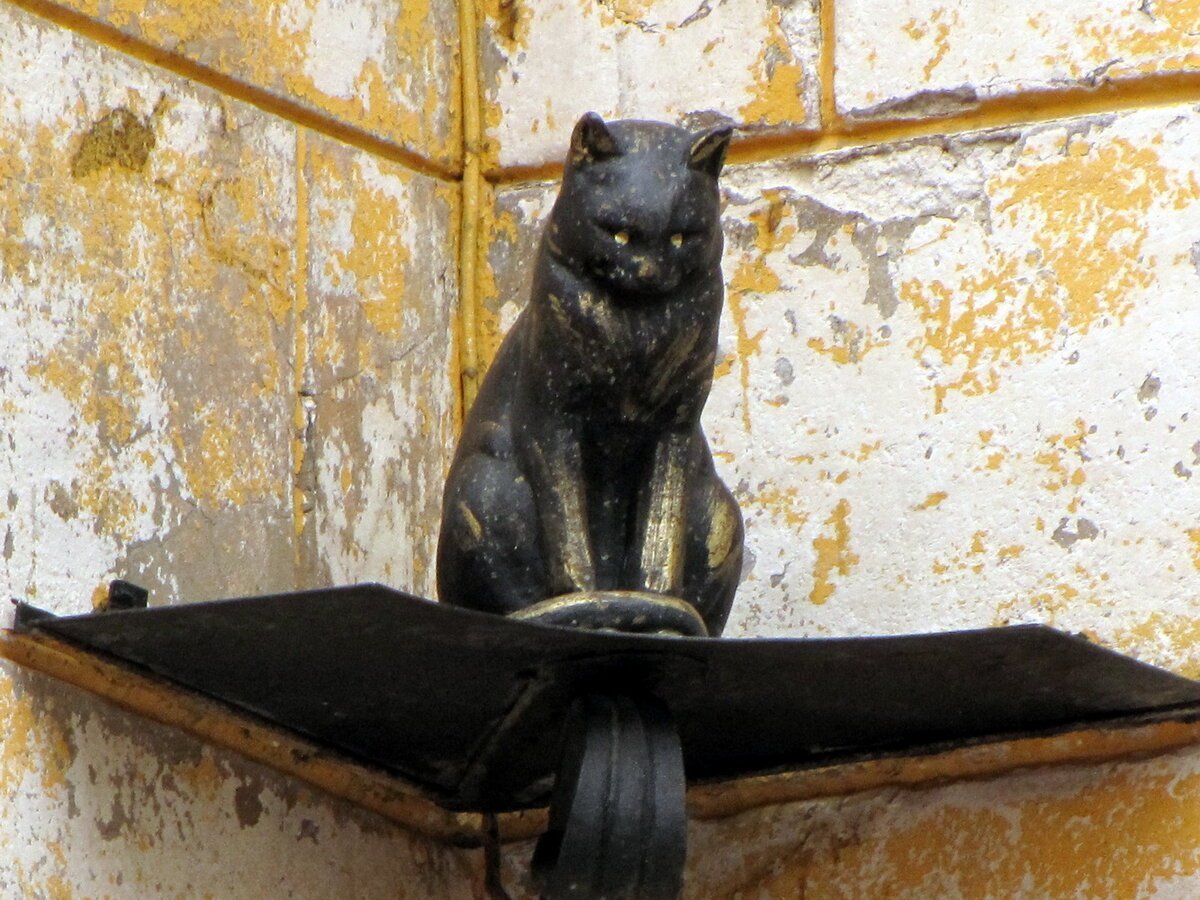 Кот Елисей и кошка Василиса в Санкт-Петербурге