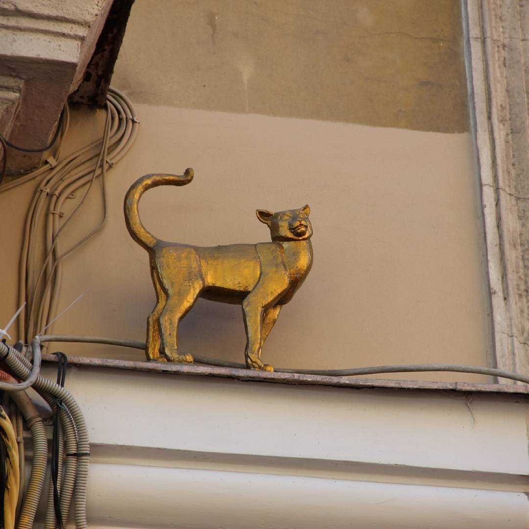 Кот Елисей в Санкт-Петербурге