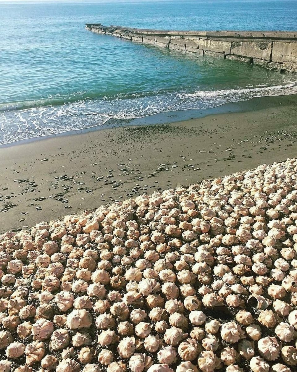 Азовское море ракушечный берег
