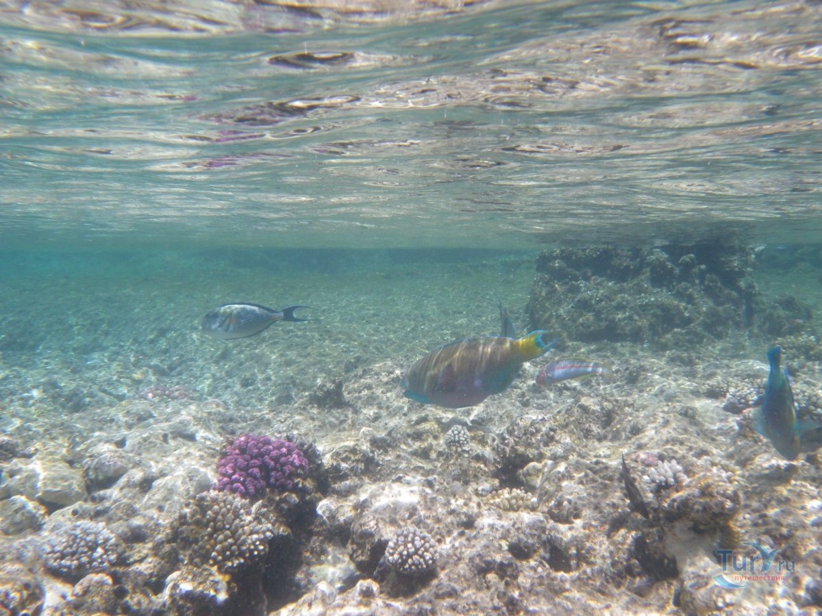 Красное море остров тиран