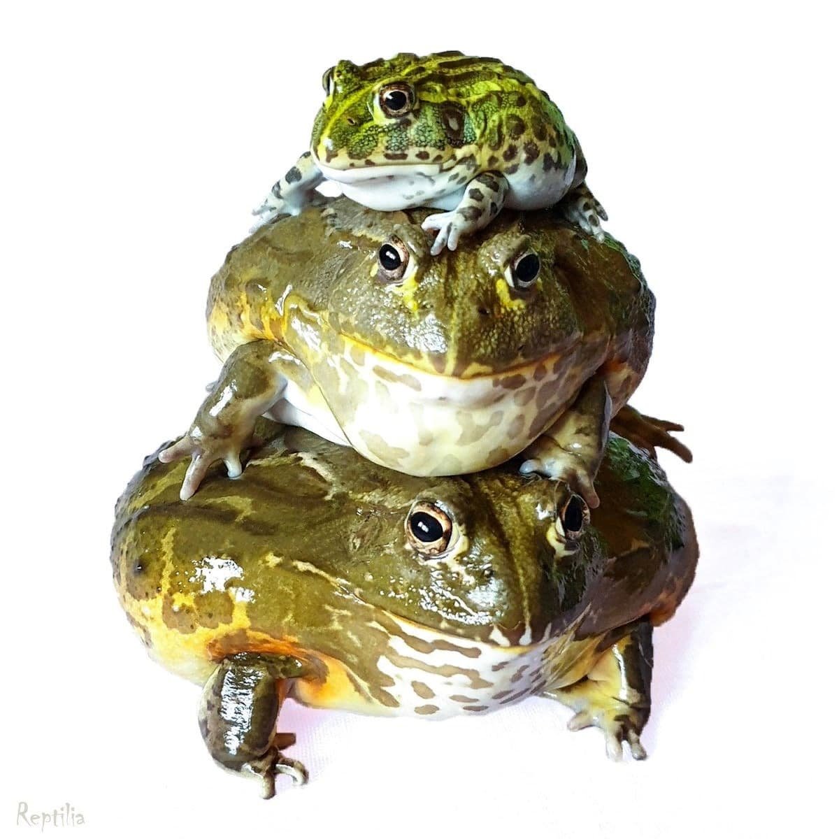 Лягушка настоящая