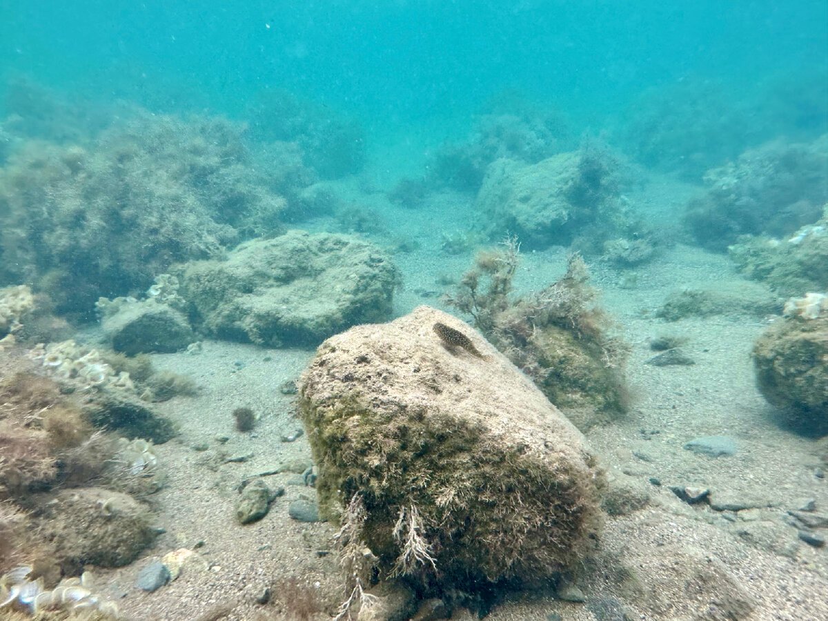 Прибрежное дно черного моря
