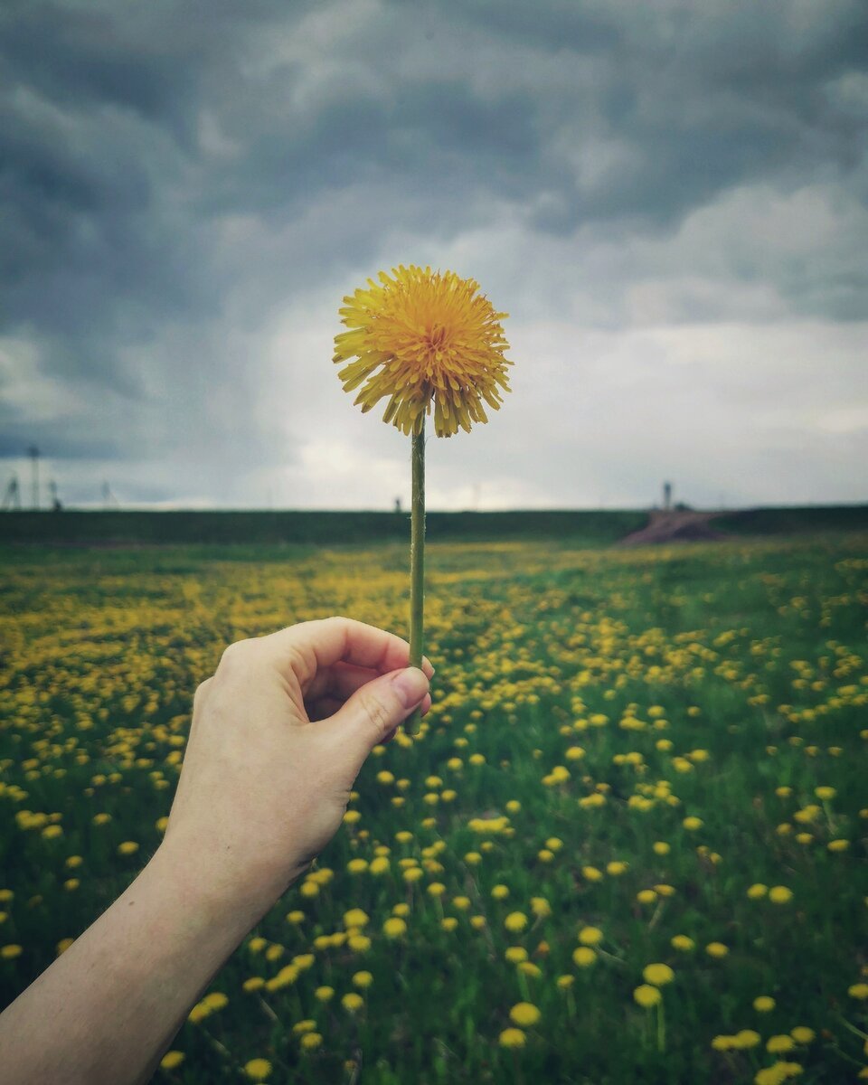 Последний одуванчик