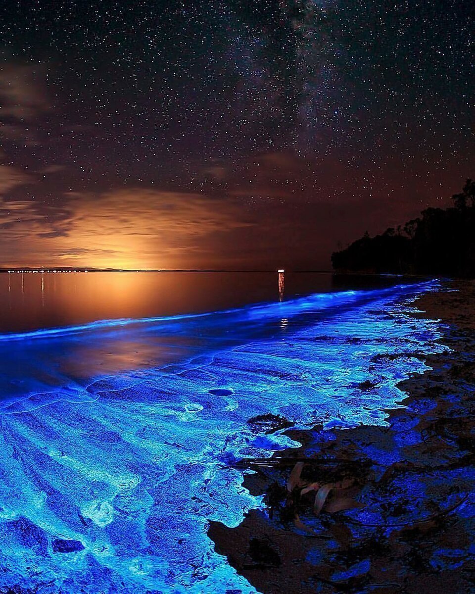Noctiluca scintillans