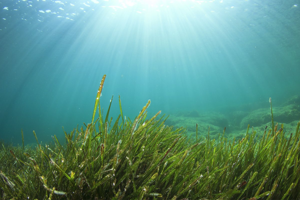 Chlorophyta водоросли