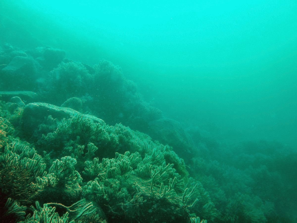 Дно черного моря сероводород