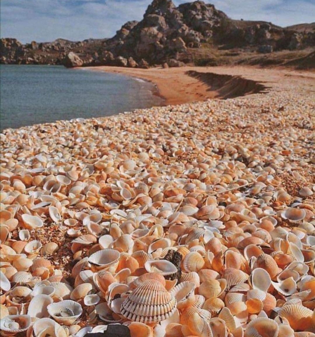 Черное море ракушечные пляжи