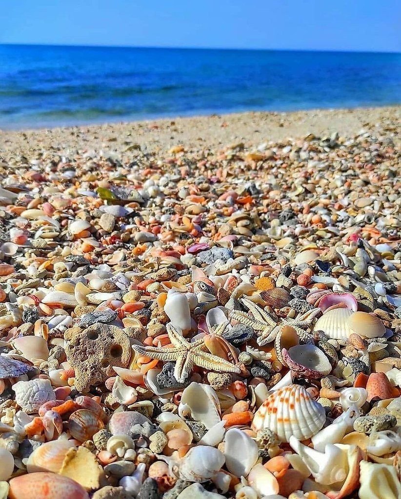 Азовское море ракушечный берег