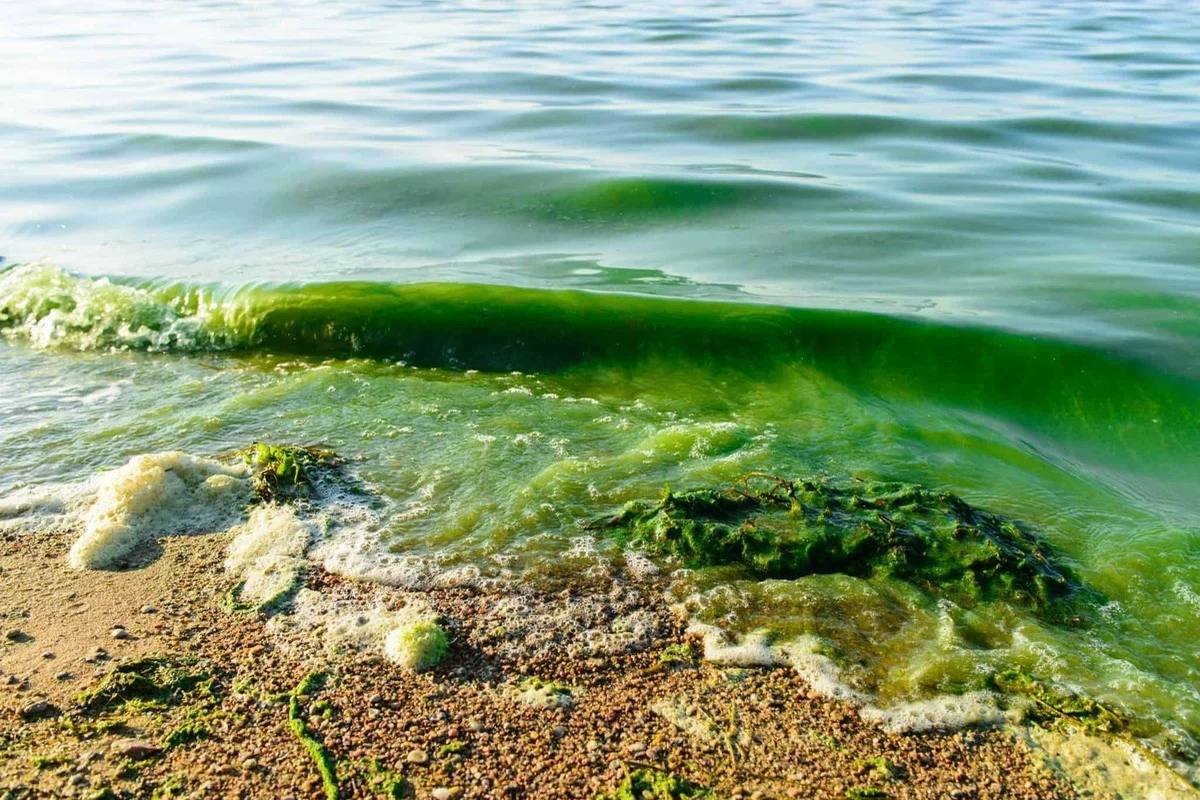 Эвтрофикация Балтийского моря